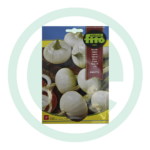 Sementes cebola barletta