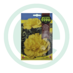 Sementes de cravo amarelo