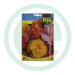 Sementes de crisântemo de jardim variados