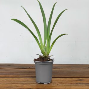 Miltonia Sem flor V.9