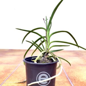 Holcovanstylis Judy´s Charm - Sem Flor