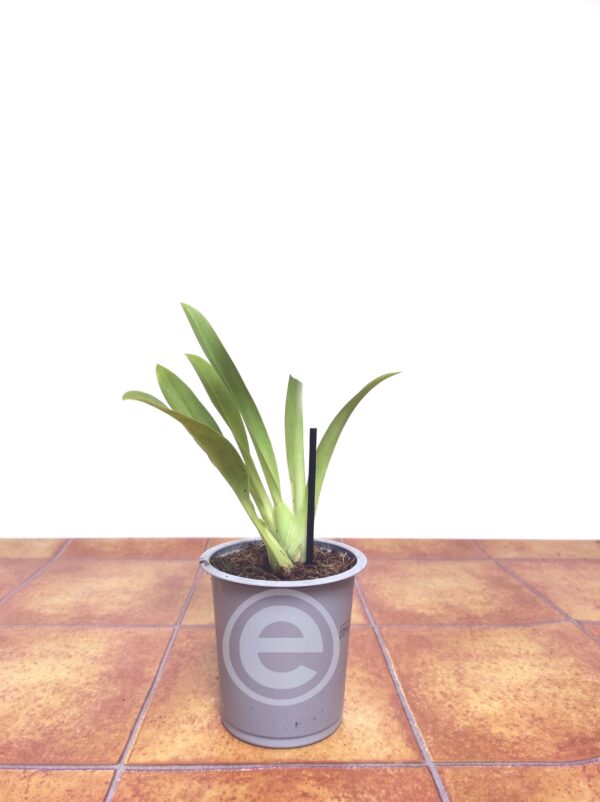 Miltonia - Sem flor