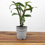 Dendrobium Nobile - Sem flor