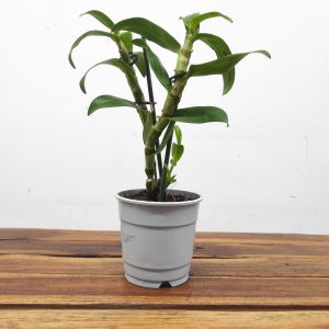 Dendrobium Nobile - Sem flor