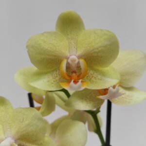 Phalaenopsis 2 hastes