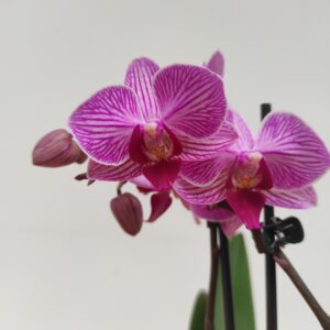 Phalaenopsis 2 hastes