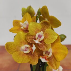 Phalaenopsis 2 hastes