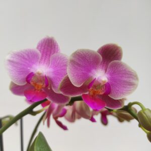 Phalaenopsis 2 hastes