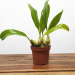 Bulbophyllum Jersey - Sem Flor