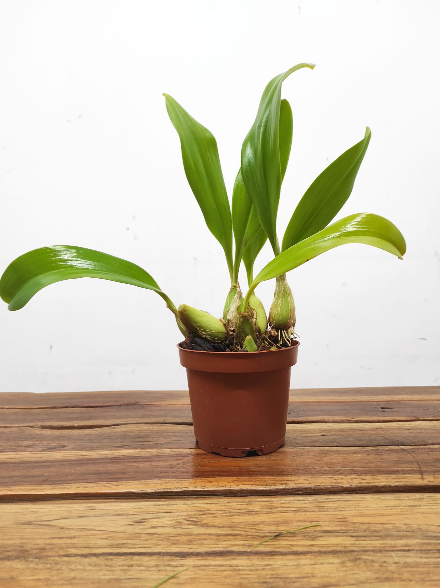 Bulbophyllum Jersey - Sem Flor