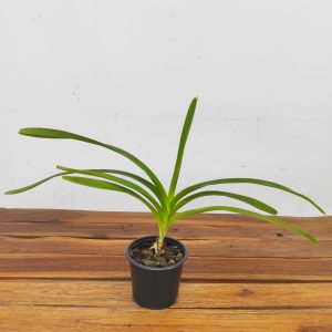 Vanda Tricolor Var.Suavis F.Alba