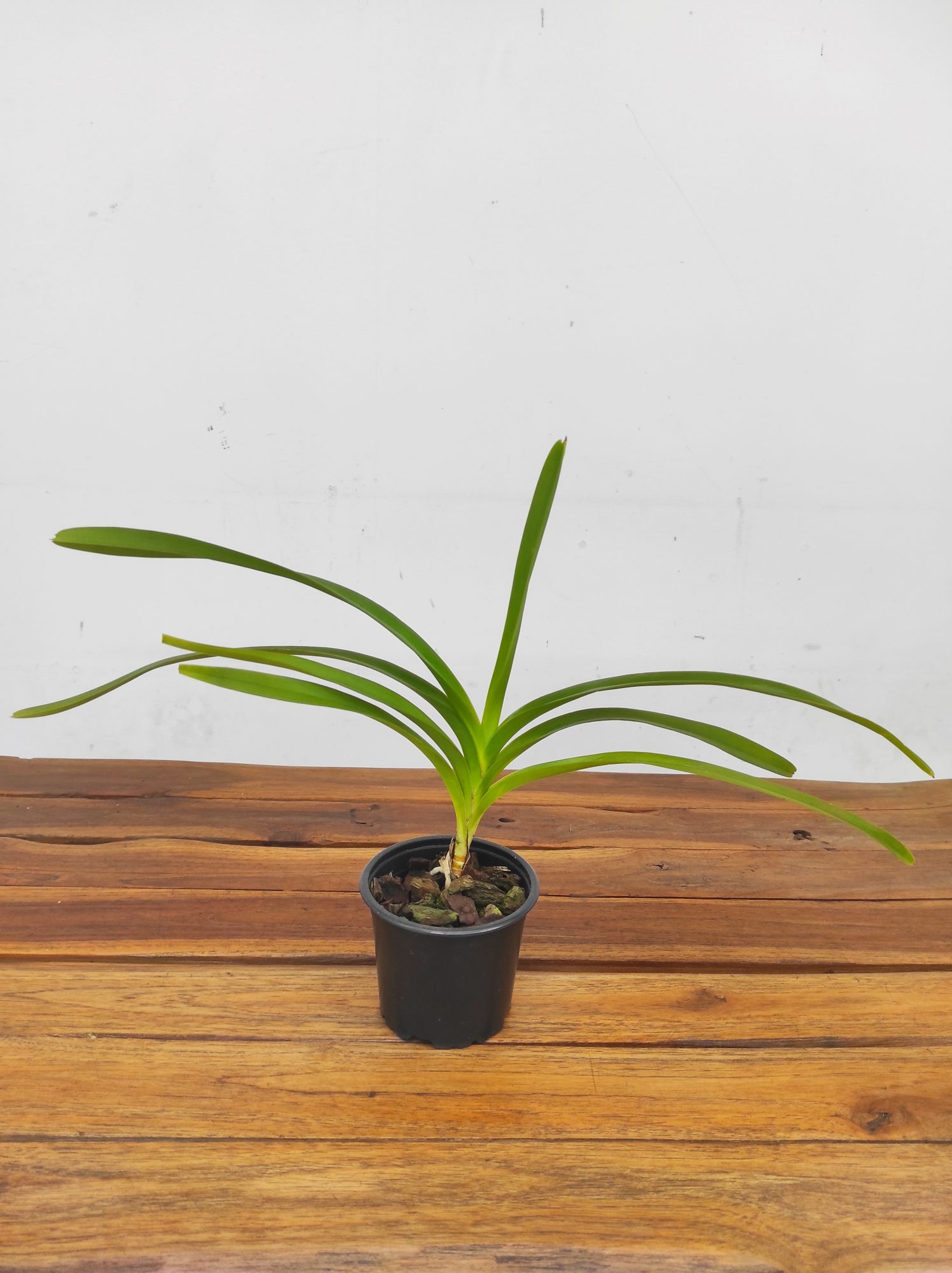 Vanda Tricolor Var.Suavis F.Alba