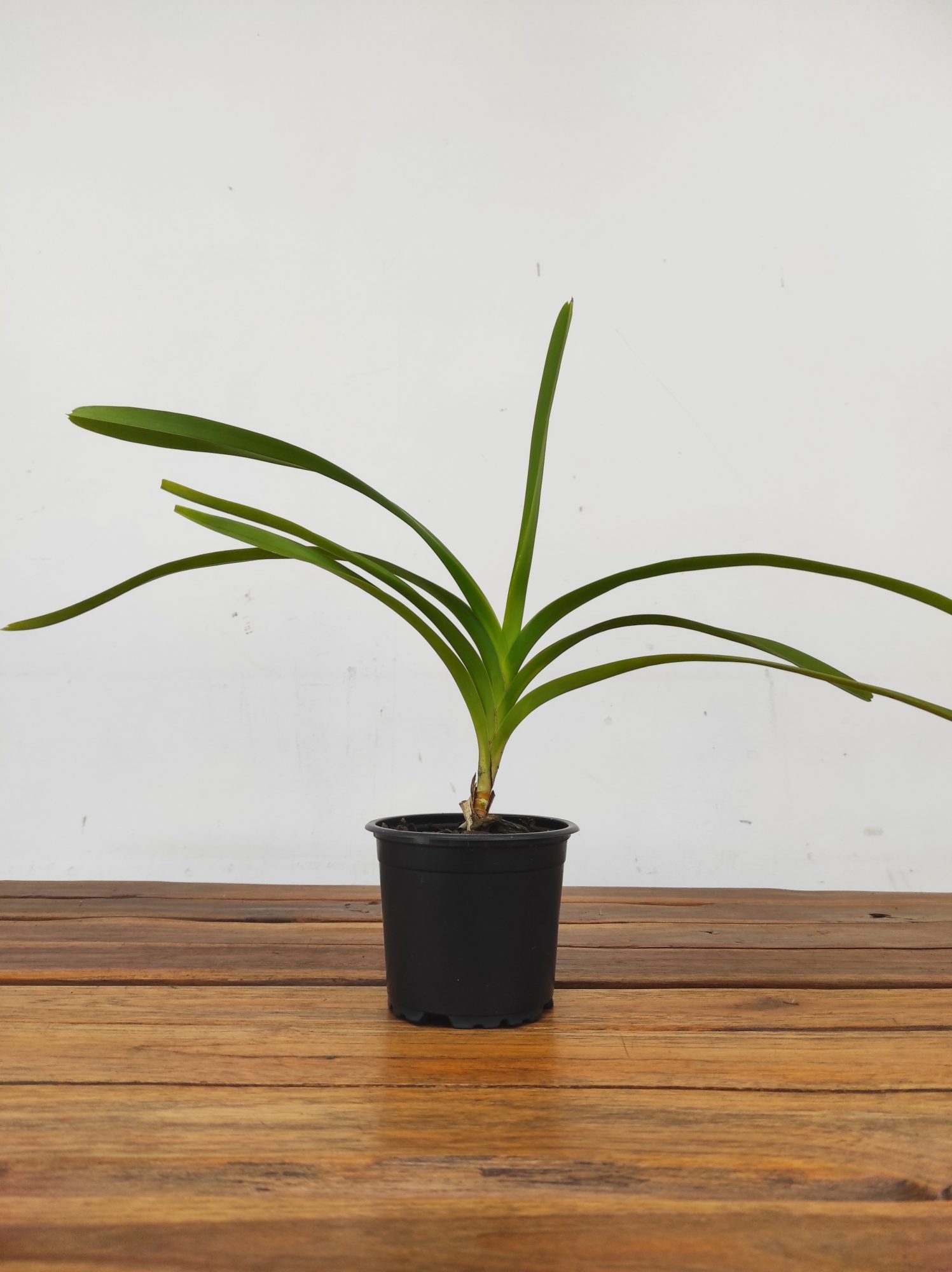 Vanda Tricolor Var.Suavis F.Alba - Image 2