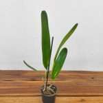 Cattleya Purpurata - Sem Flor