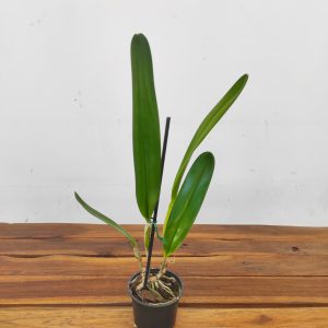 Cattleya Purpurata - Sem Flor