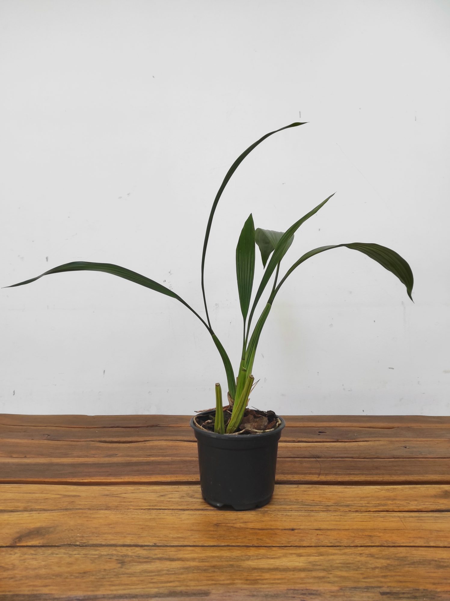 Coelogyne Pulverula - Image 2