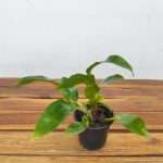 Dendrobium Sulcatum - Sem Flor