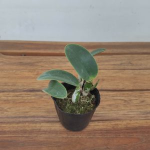 Cattleya Walkeriana F. Semialba