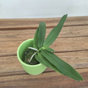 Gastrochilus Acutifolius Obliqus - Sem Flor V.6