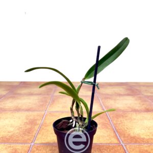 Cattleya Grandis - Sem Flor