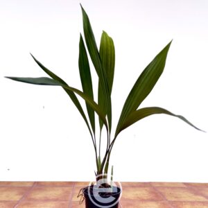 Coelogyne Pulverula - Sem Flor