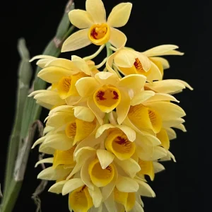 Dendrobium Sulcatum - Sem Flor
