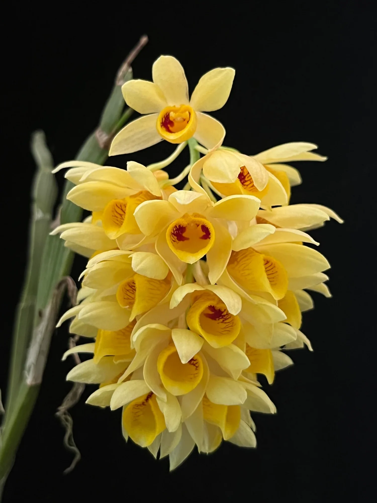 Dendrobium Sulcatum - Sem Flor