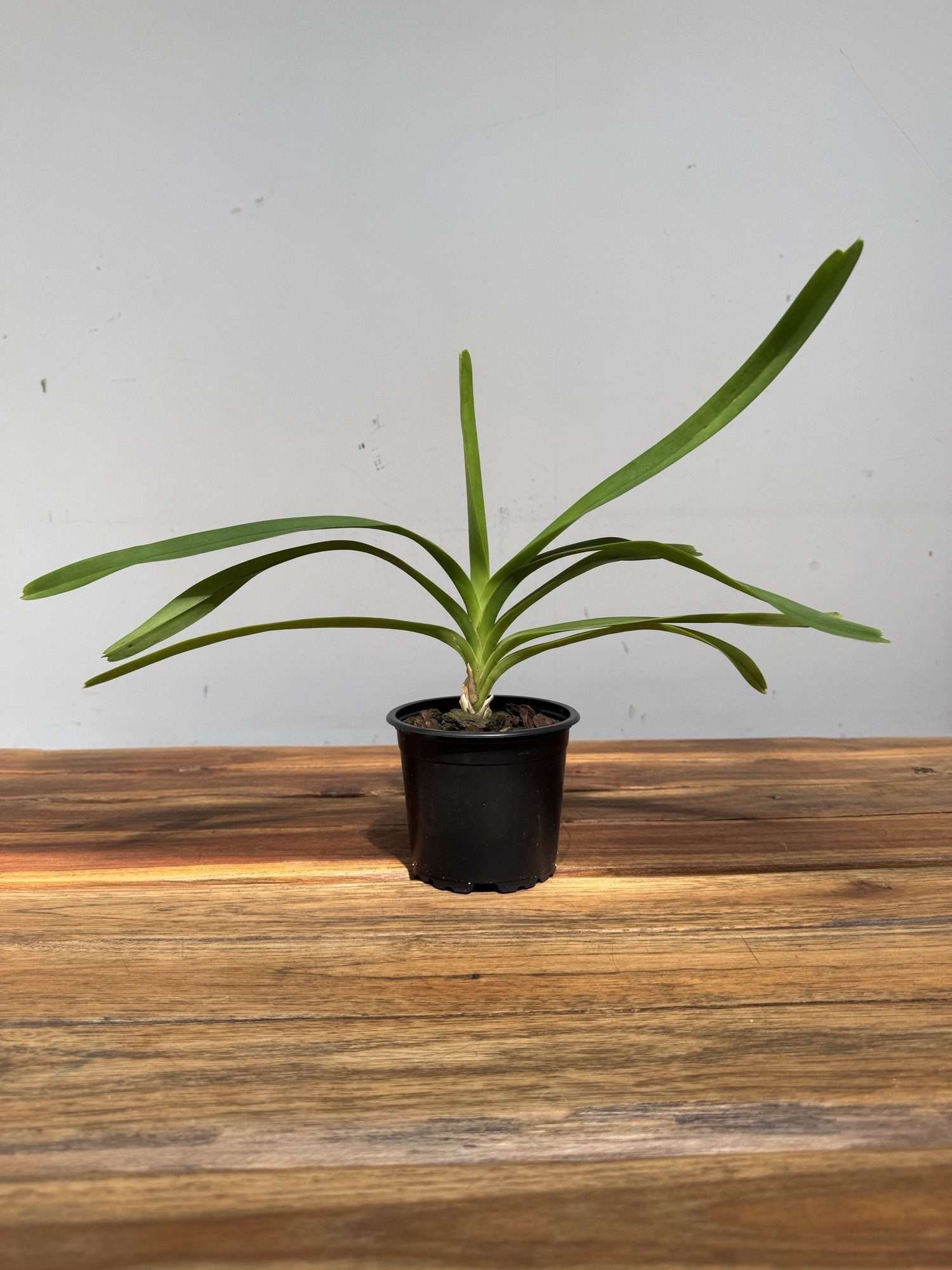 Vanda Tricolor Var.Suavis F.Alba - Sem Flor - Image 2