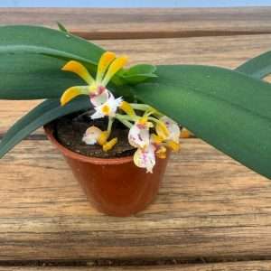 Gastrochilus Acutifolius Obliqus - V.6