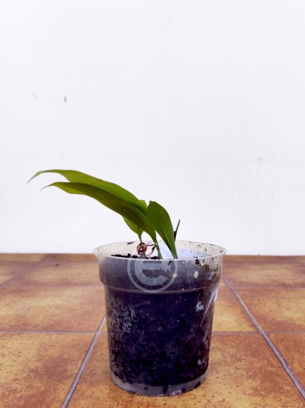 Bifrenaria Leucohoda - Sem flor