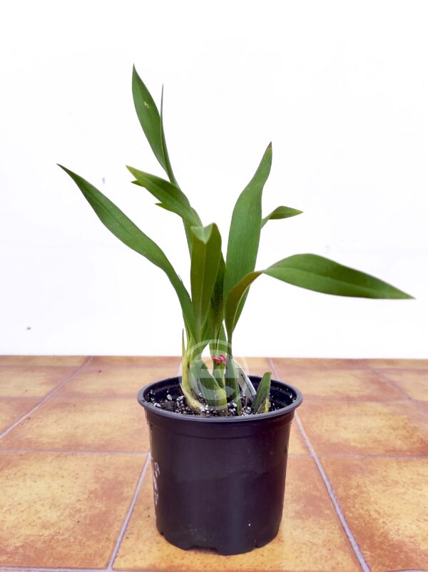 Brassia Verrucosa - Sem Flor