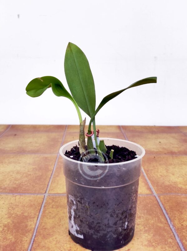 Bulbophyllum Dearei ''Matt'' - Sem flor