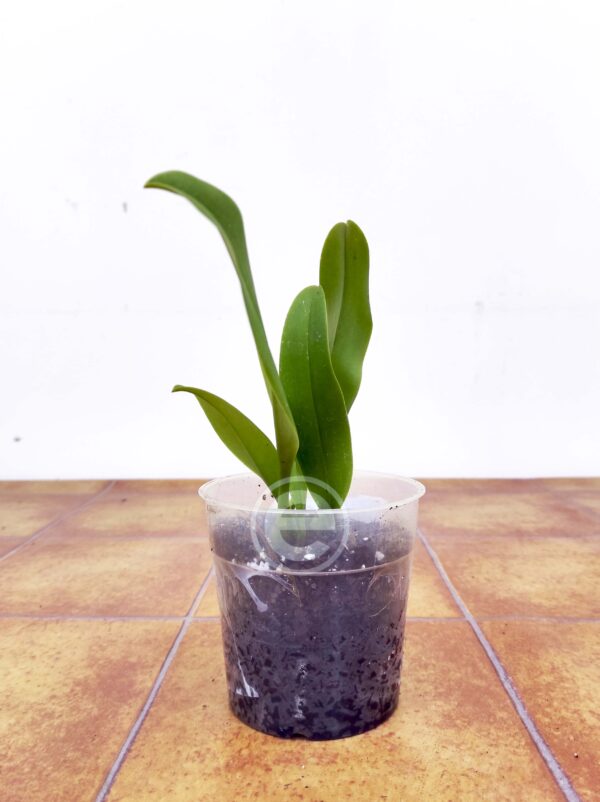 Bulbophyllum Jersey - Sem Flor