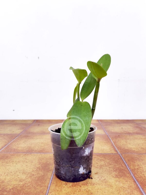 Cattleya Intermedia - Sem flor