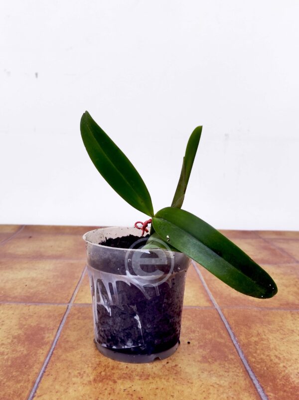 C.Amethystoglossa x Schomburgkia Lueddemanniana- Sem flor