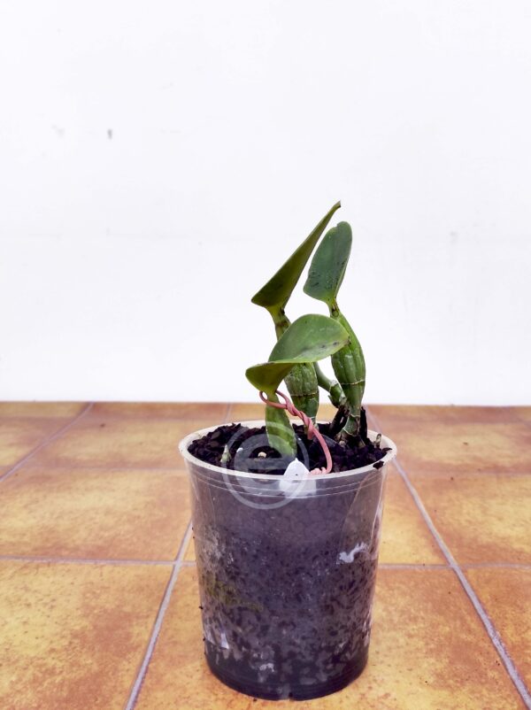 Cattleya Walkeriana Coerulea - Sem flor