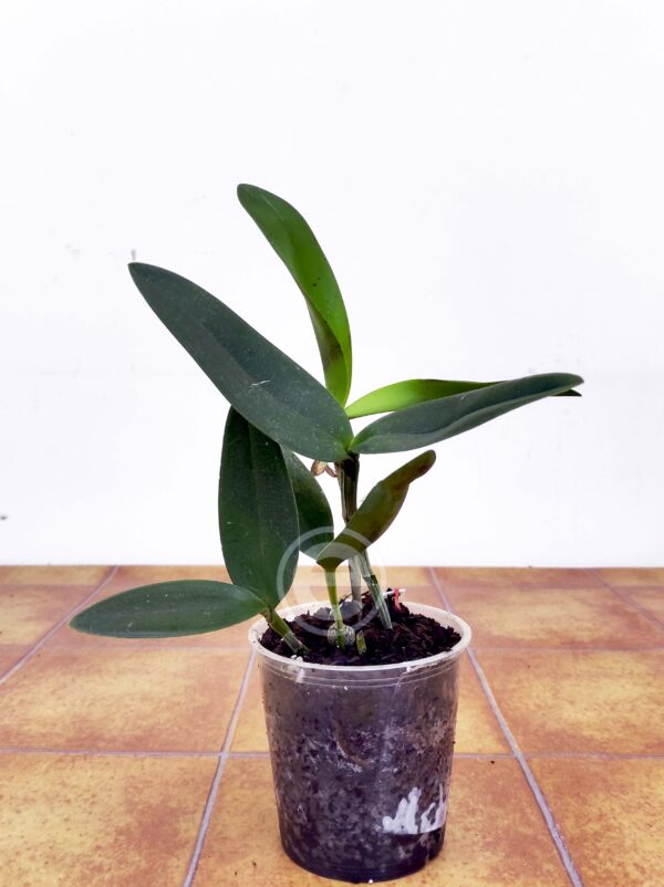 C.Leopoldii ''Lilasina'' - Sem flor