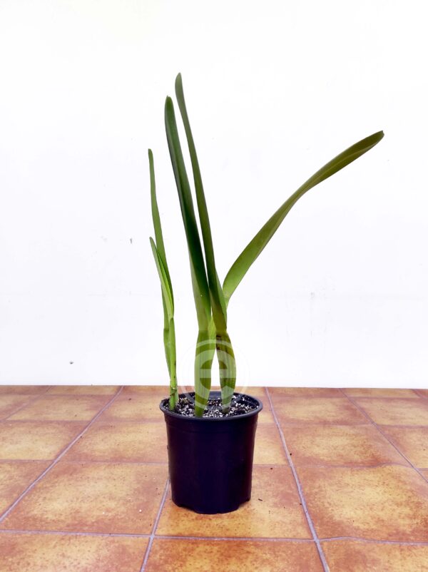 C. Purpurata Semi-Alba x Self - Sem Flor