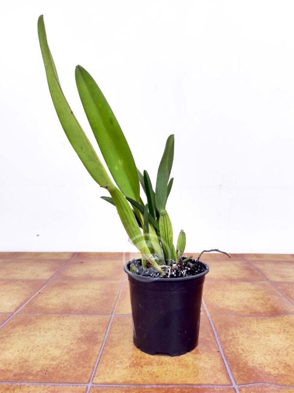 Laelia Lobata - Sem Flor