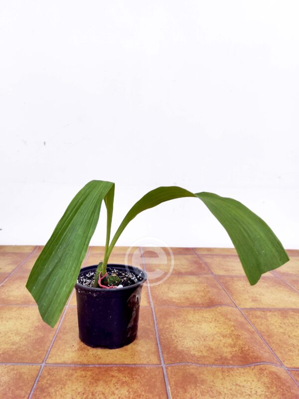 Lyc. Shonan Grill Semi-alba x Alba - Sem Flor