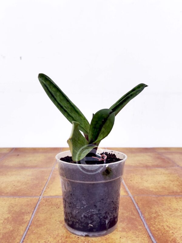 Paphiopedilum Maudiae 'Híbrido' - Sem flor