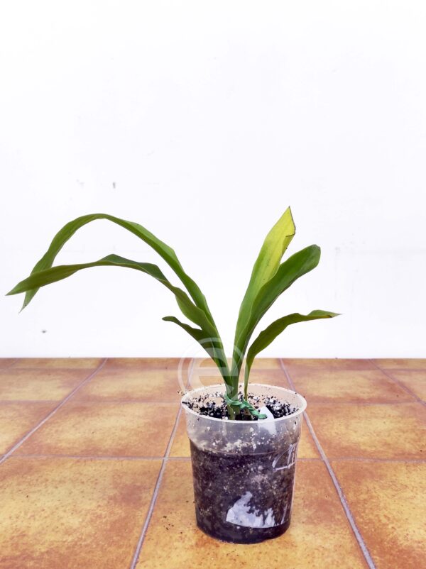 Pabstia Viridis - Sem flor