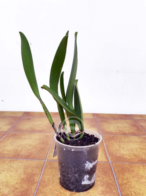 Rlc. Hall Of Fame - Sem flor