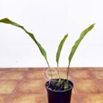 Stanhopea Assidensis - Sem Flor