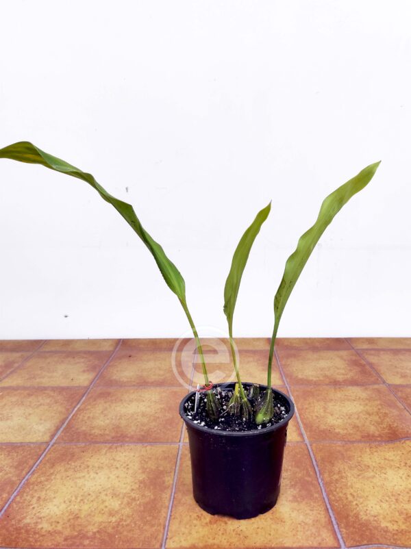 Stanhopea Assidensis - Sem Flor