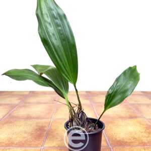 Stanhopea Saccata - Sem Flor