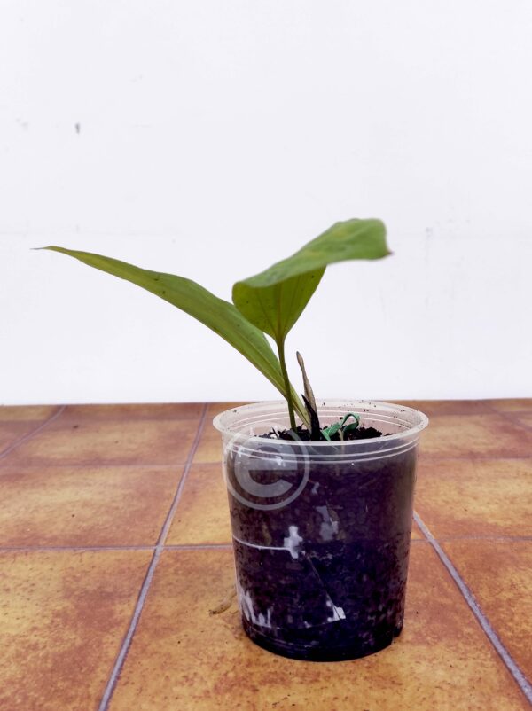 Stanhopea Wardii - Sem flor