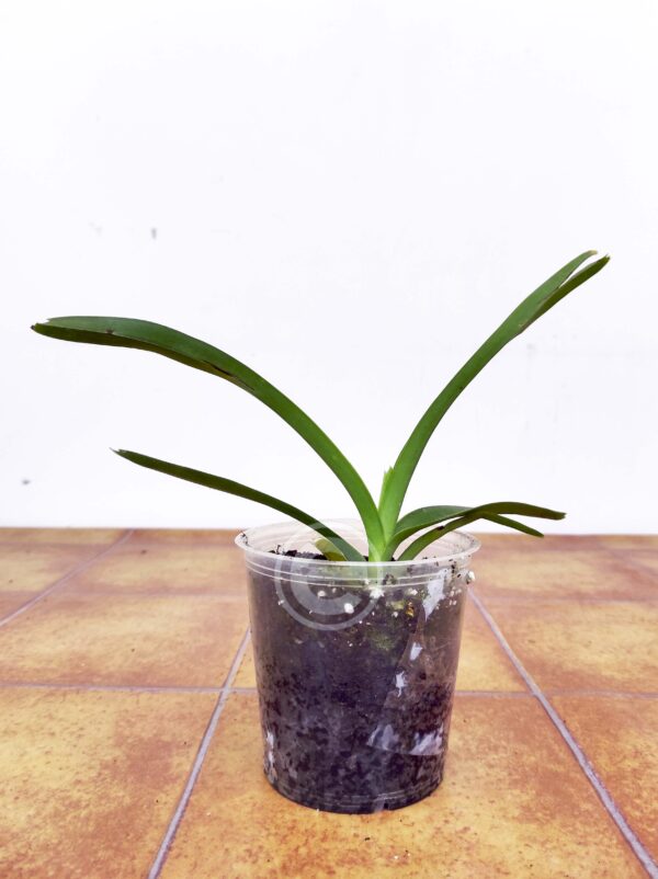 Vanda Tricolor Suavis - Sem flor