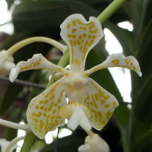 Vanda Tricolor Var.Suavis F.Alba - Sem Flor