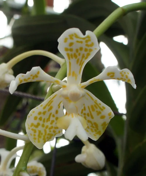 Vanda Tricolor Var.Suavis F.Alba - Sem Flor